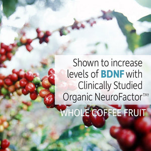 Garden of Life Dr. Formulated Brain Health Memory & Focus for Adults 40+, 60 Count