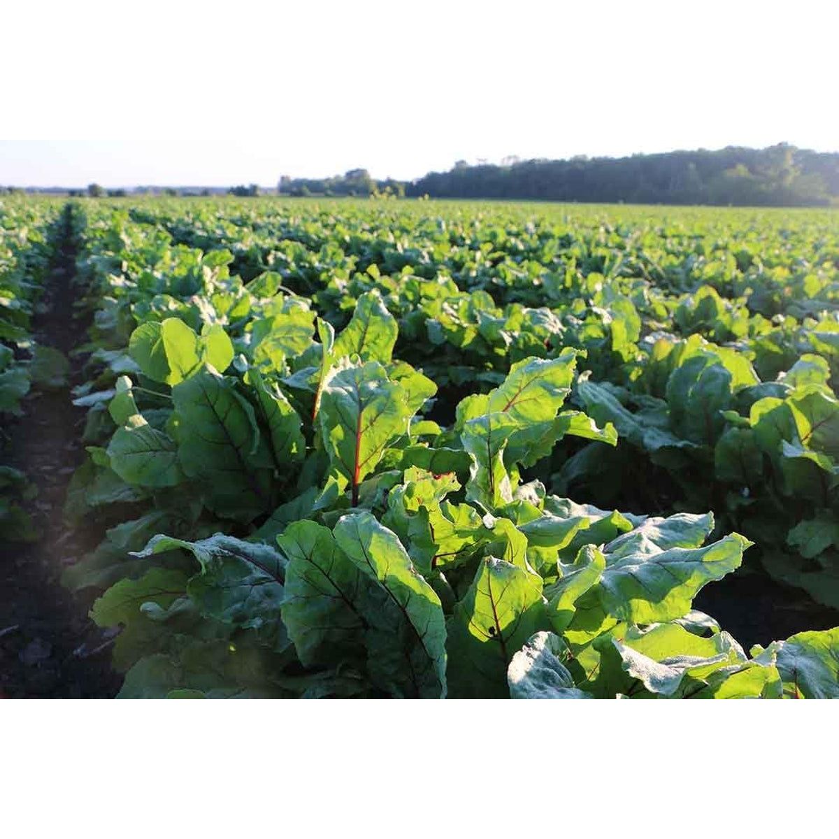 Standard Process Inc. Albaplex - Immune, Kidney & Liver Support 90 Capsules