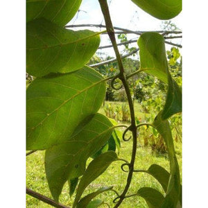 Reparagen plus Glucosamine (60 Capsules) Clinically Proven Fast Acting All Natural Joint Health Supplement