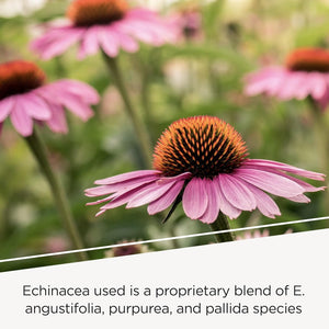 Integrative Therapeutics - EHB (Echinacosides, Hydrastine, Berberine) - Immune Supporting Nutrients* - 60 Capsules