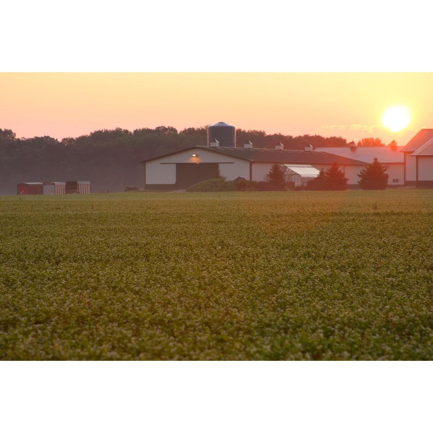 Standard Process Inc. Albaplex - Immune, Kidney & Liver Support 90 Capsules