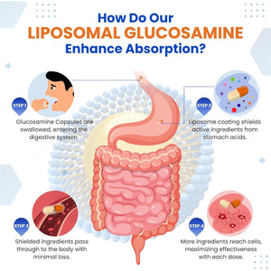 VITAL HERBAL Liposomal Glucosamine with Chondroitin, MSM- Maximum Potency- Support Joints, Cartilage- Made in the USA