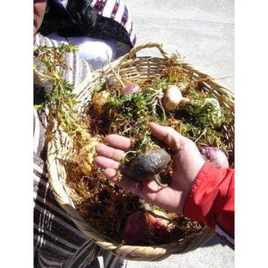 Reparagen plus Glucosamine (60 Capsules) Clinically Proven Fast Acting All Natural Joint Health Supplement