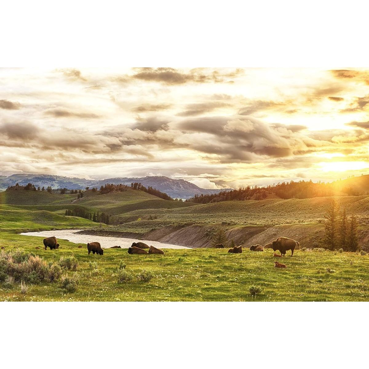 Bioelectric Potential 100% Grass - Fed Freeze - Dried Bison Organ Supplement - Suppviv