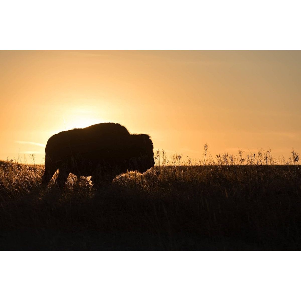 Bioelectric Potential 100% Grass - Fed Freeze - Dried Bison Organ Supplement - Suppviv