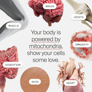 Timeline Mitopure Urolithin a | for Healthy Aging and Cellular Renewal 60 Softgels