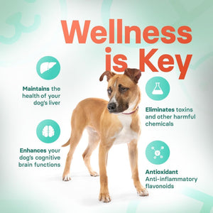 Liver Support & Health Supplement for Medium Dogs – 30 Tablets - Suppviv