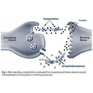 Pro - Premium Lucid Dreaming Supplement - 60 Capsules - Suppviv