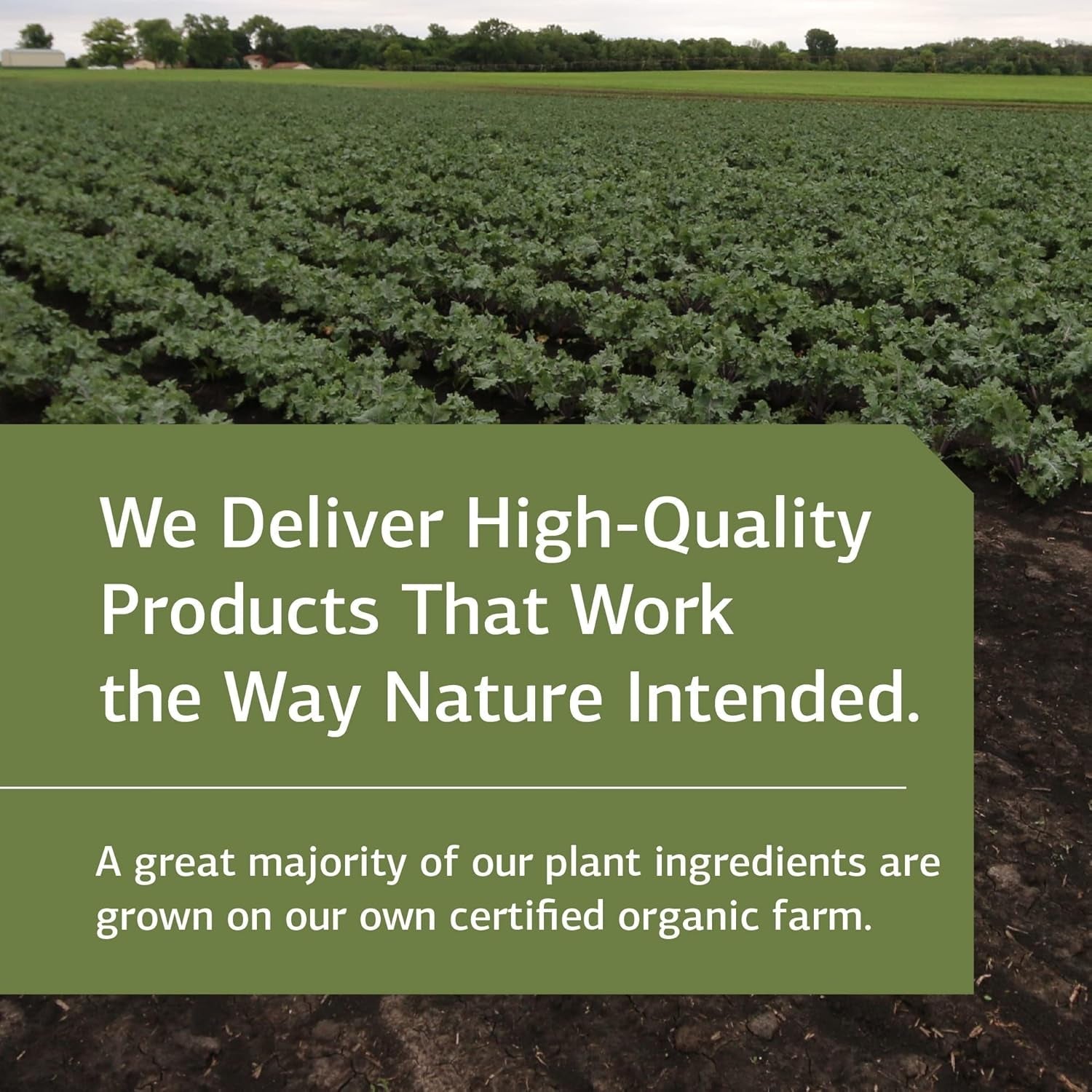 Standard Process Inc. Min-Chex - Whole Food Nervous System Supplement, 90 Capsules