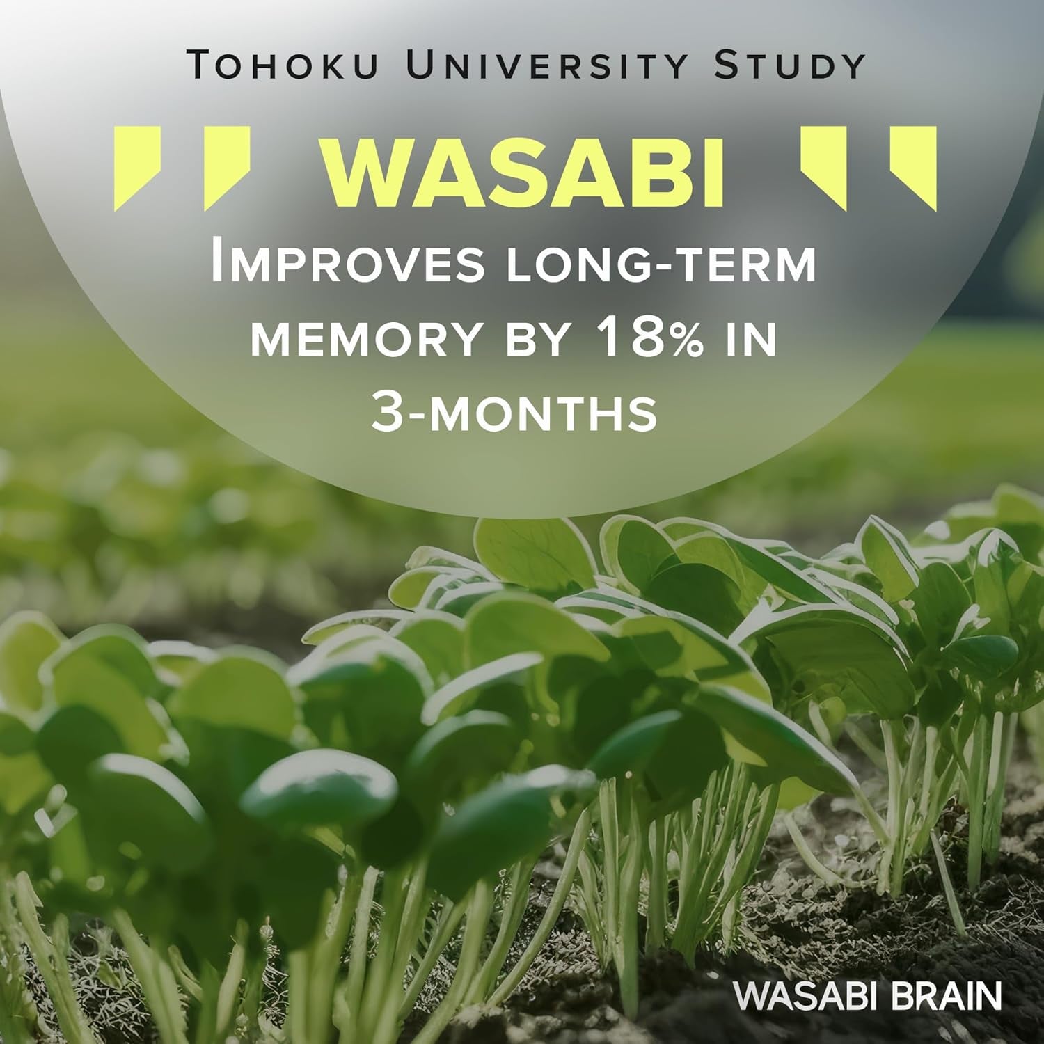 Organic Wasabi Extract + Zingserine Cognition  the Most Targeted Memory Supplement (2 Month Supply)