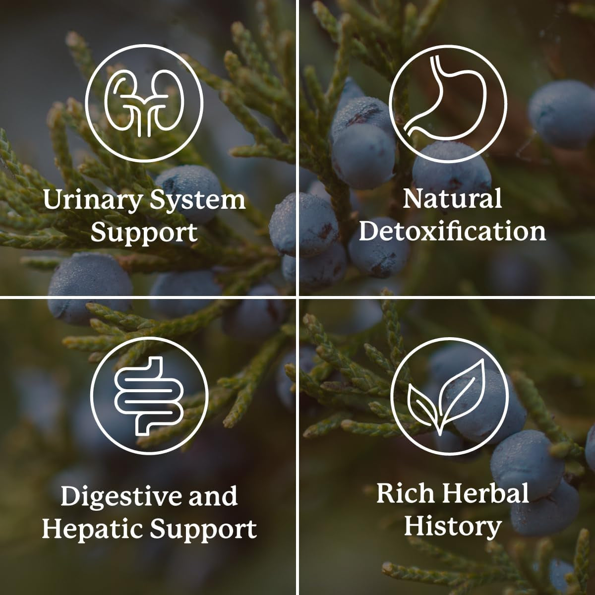 Nature'S Sunshine Kidney Activator Capsules, to Support and Enhance Kidney Function and Urine Flow 100 Capsules