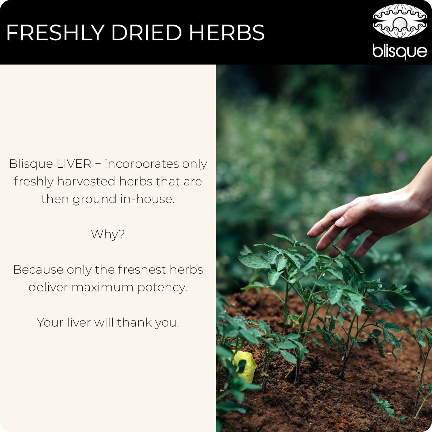 Blisque – Liver Complex Supplement to Detox, Cleanse, and Repair the Liver 90 Capsule Pills