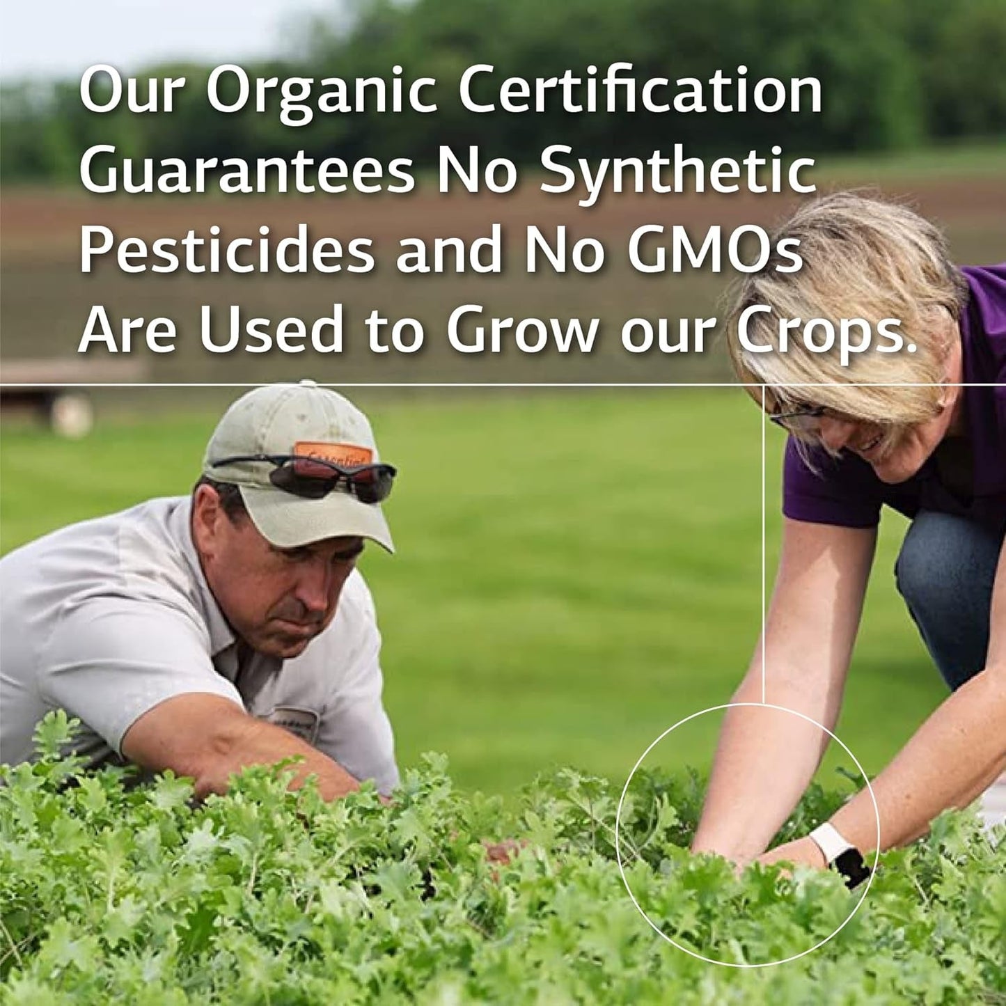 Standard Process Livaplex - Whole Food Bowel, Digestion and Digestive Health, Liver Health and Gallbladder Support 90 Capsules