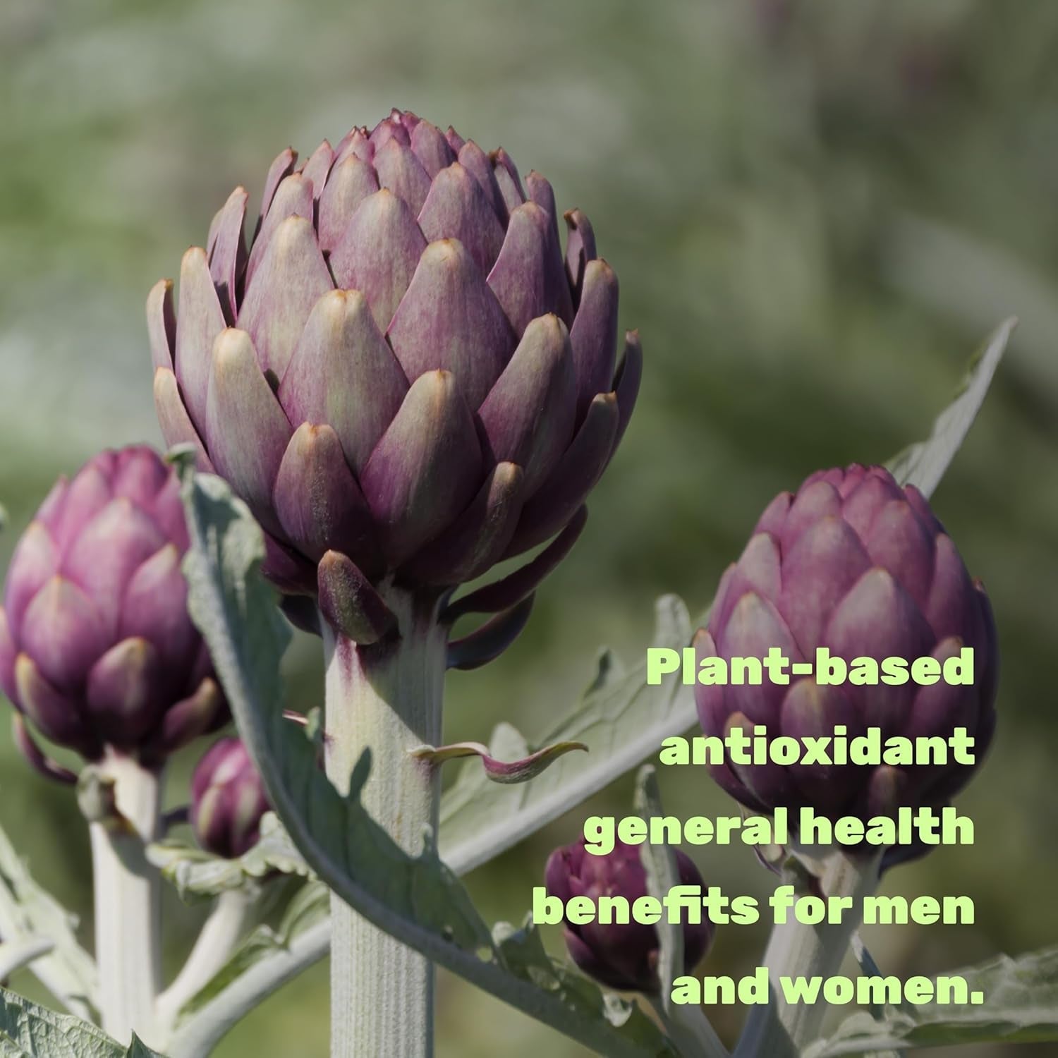 Apigenin, 100Mg per Serving, 240 Capsules – Sleep & Relaxation Supplement – Non-Gmo