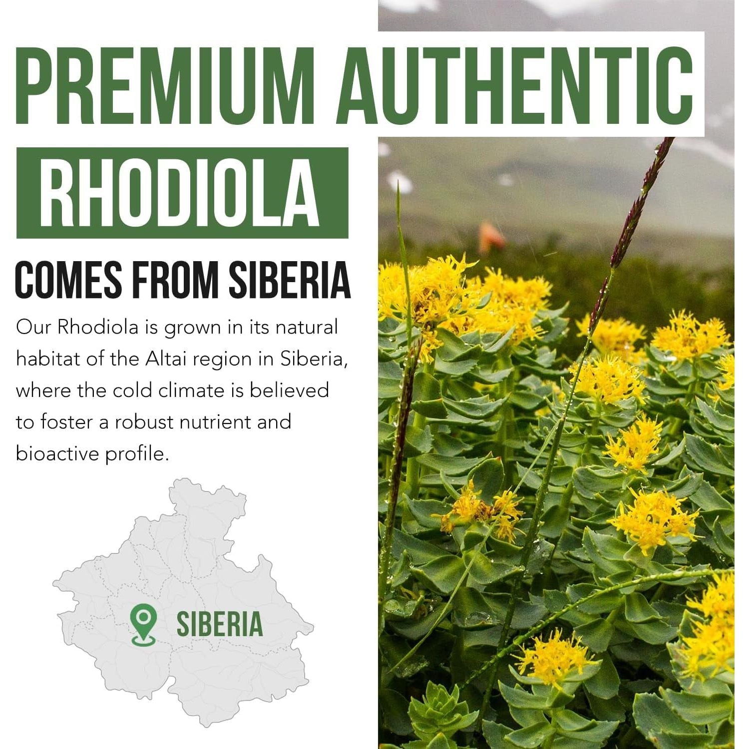 Max Strength Siberian Rhodiola – Helps Support Stress, Energy & Focus (60 Capsules)
