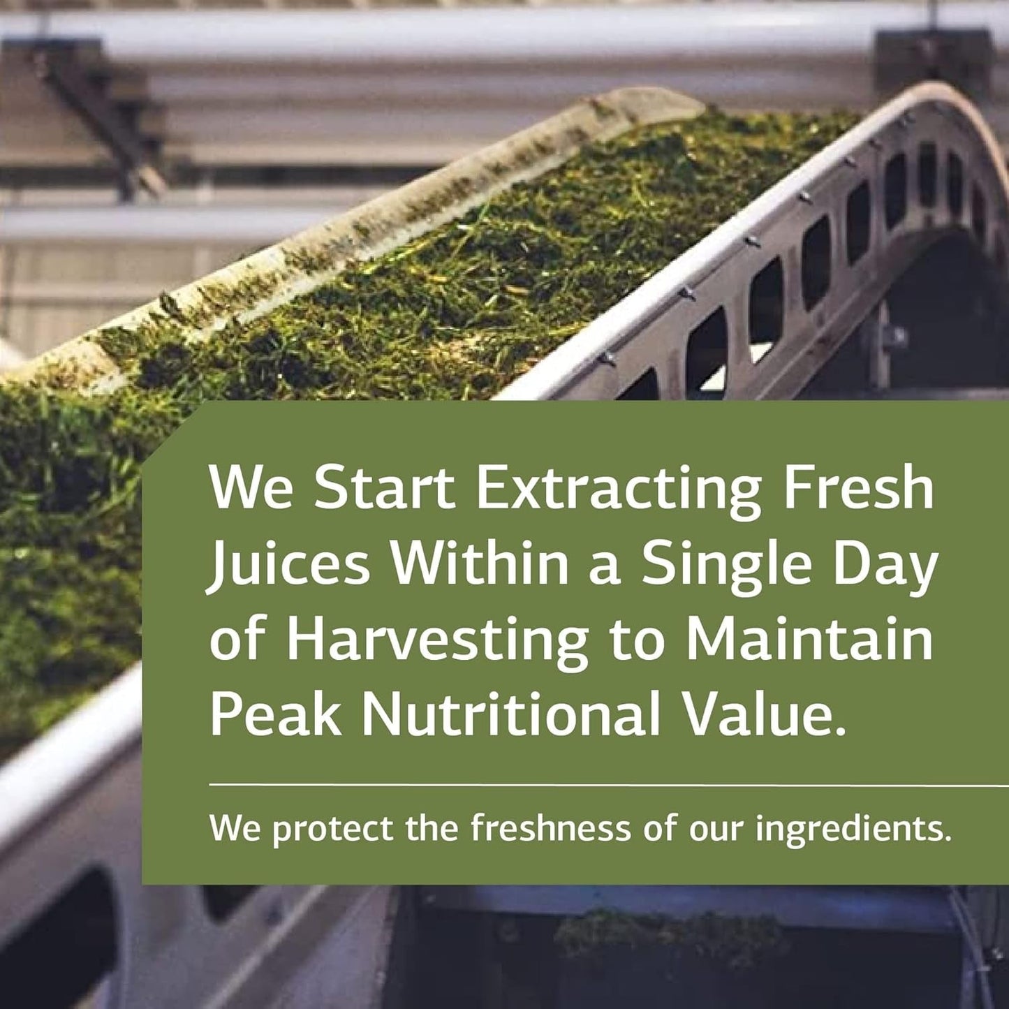 Standard Process Inc. Cholacol - Fat Digestion Supplement for Digestive Health & Bile Support 90 Tablets