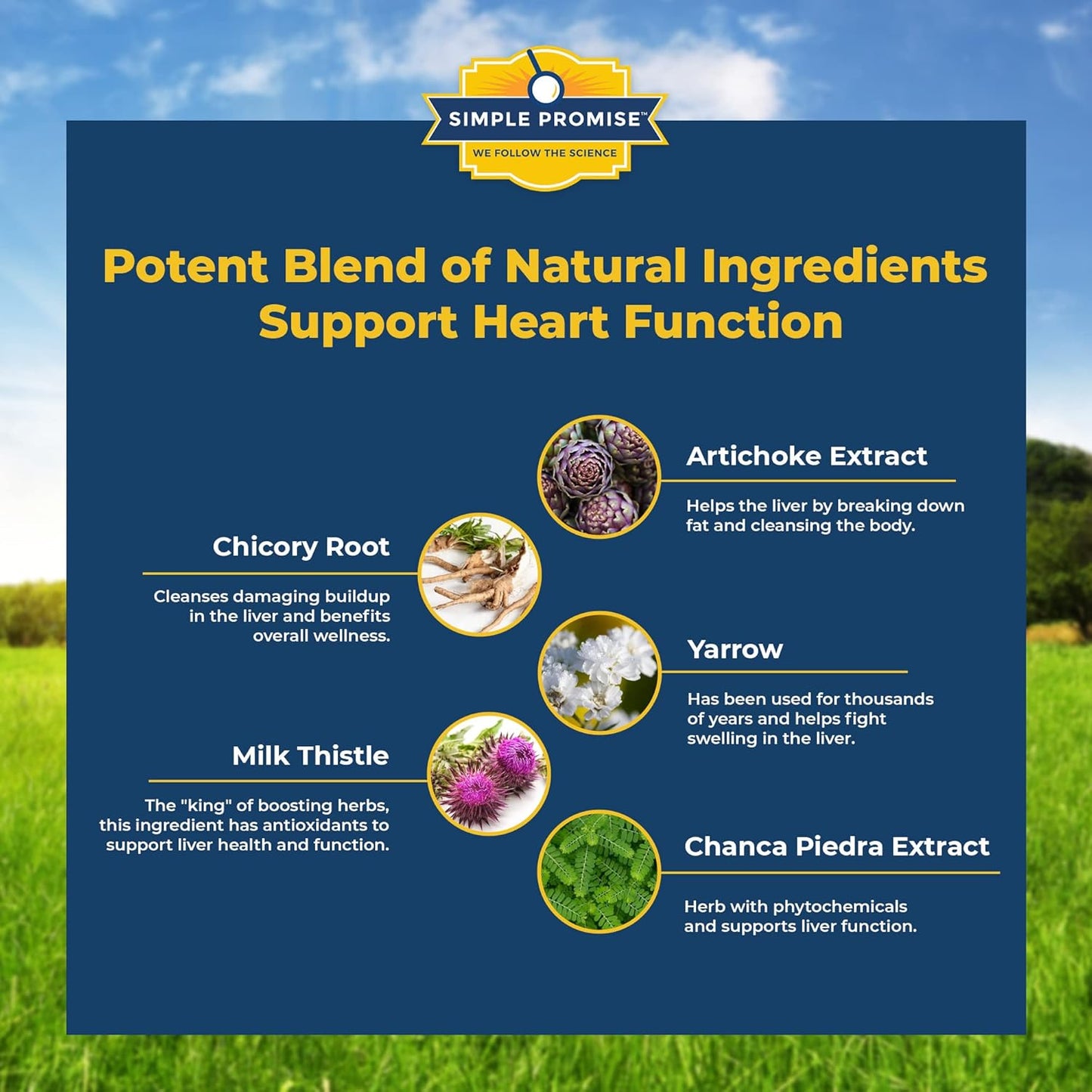 Simple Promise - Levitox - Groundbreaking Weight and Liver Support - Aids Digestive Enzymes, 60 Capsules