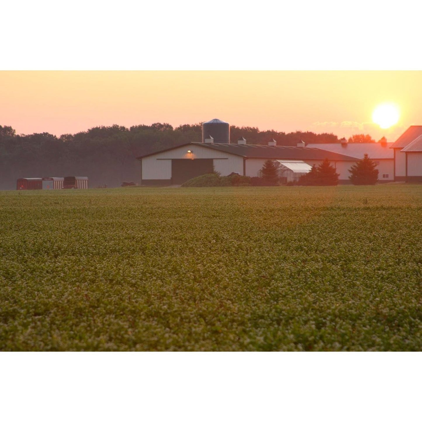 Standard Process Inc. Albaplex - Immune, Kidney & Liver Support 90 Capsules