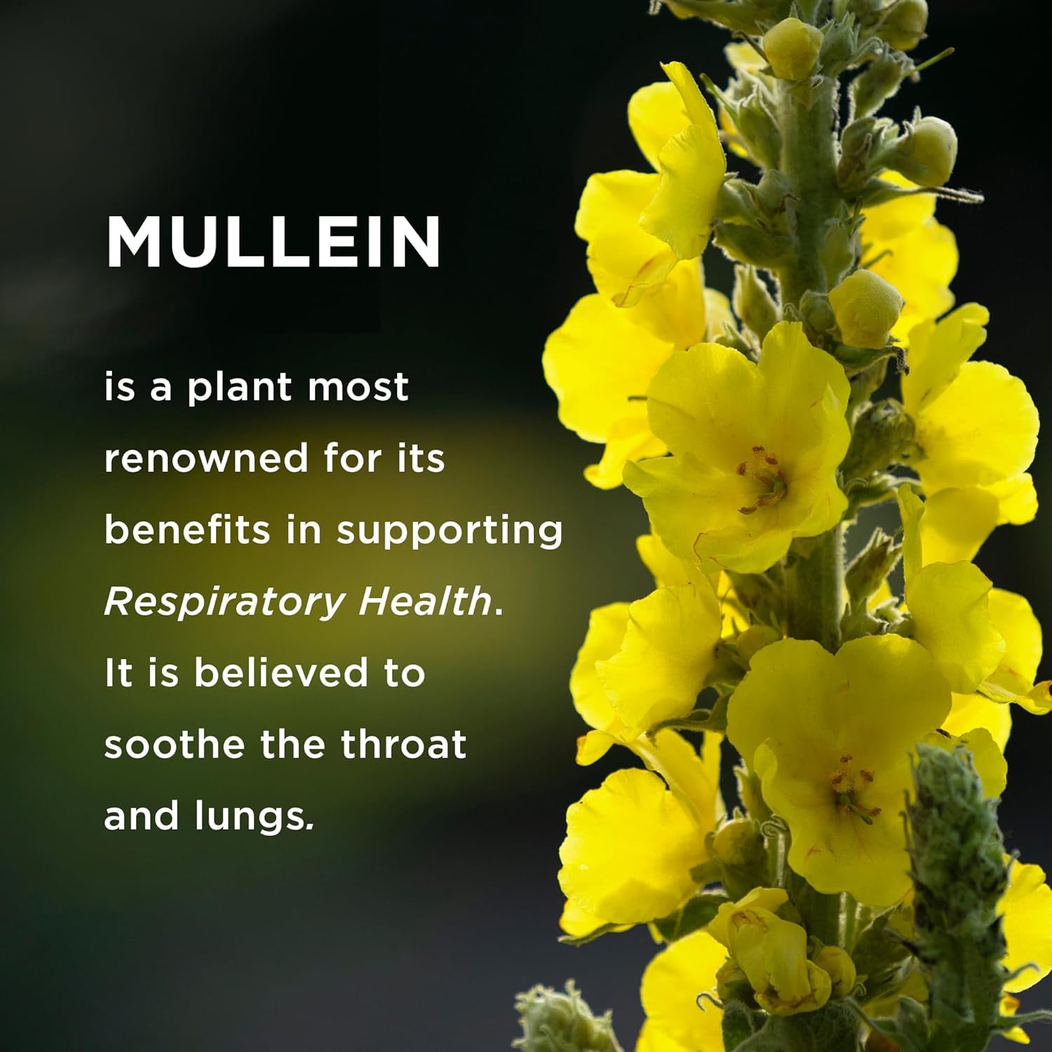 9In1 Mullein Gummies | Lung and Sinus Support for Cleanse, Clarity, and Relief 45-Day Supply, Made in the USA