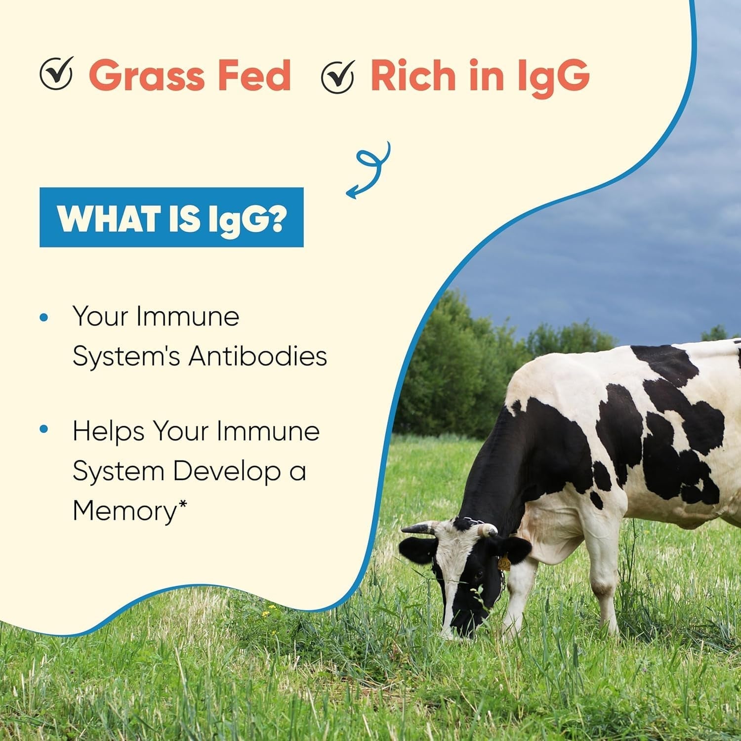 Grass Fed Bovine Colostrum Powder for Humans, Adults | Immunity & Muscle Recovery Support 65 Servings