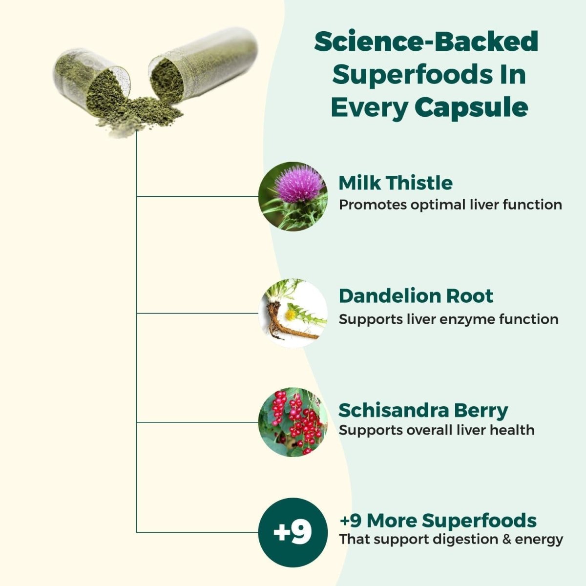 Alphacleanse | Liver Health and Detox Blend Formulated for Detox Support, Liver, Digestive Health. - Suppviv