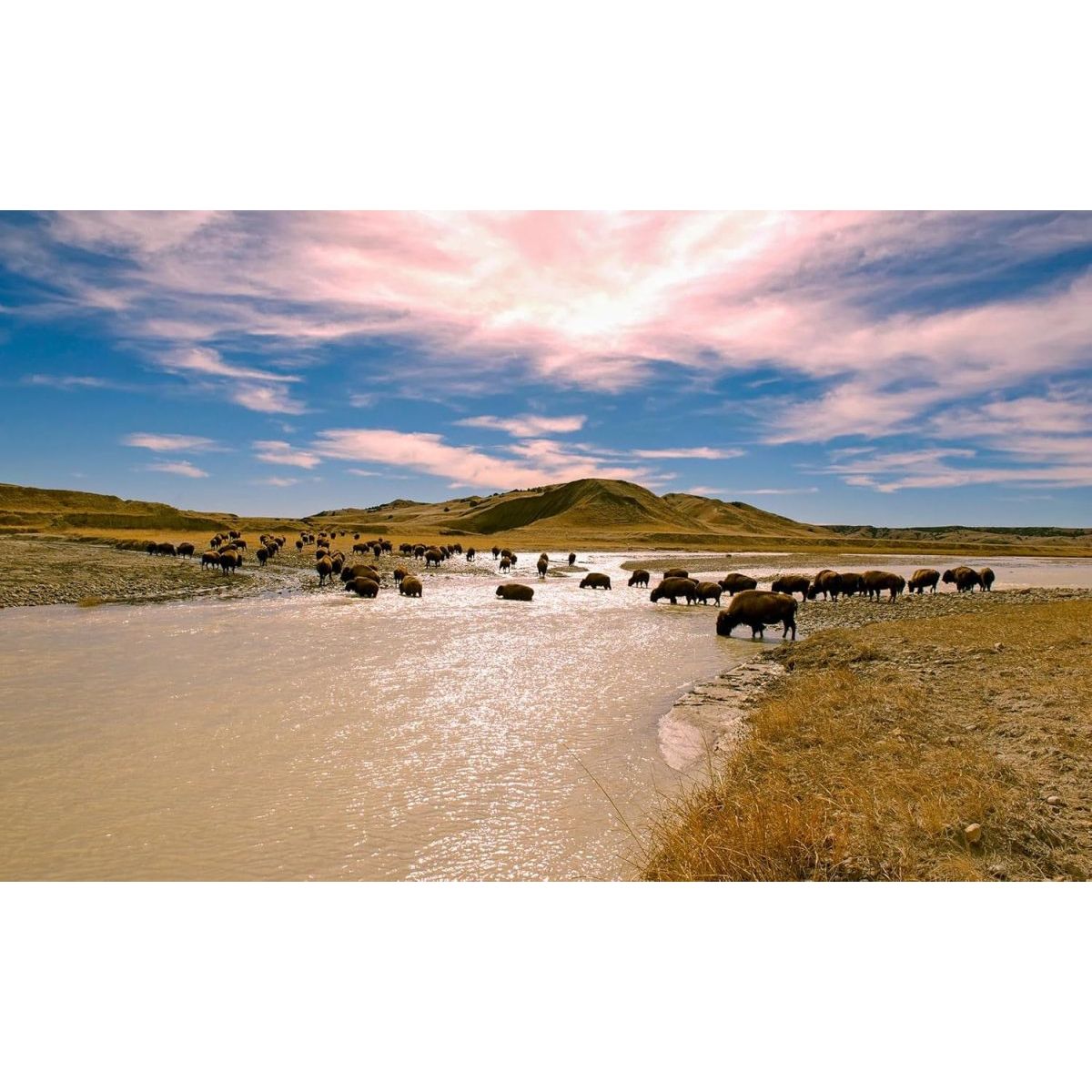 Bioelectric Potential 100% Grass - Fed Freeze - Dried Bison Organ Supplement - Suppviv