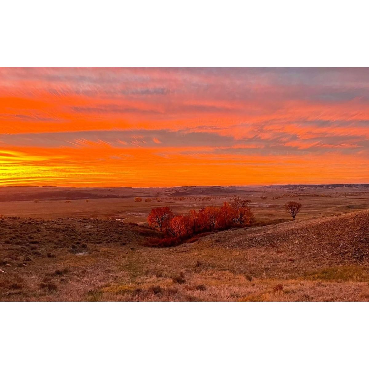 Bioelectric Potential 100% Grass - Fed Freeze - Dried Bison Organ Supplement - Suppviv