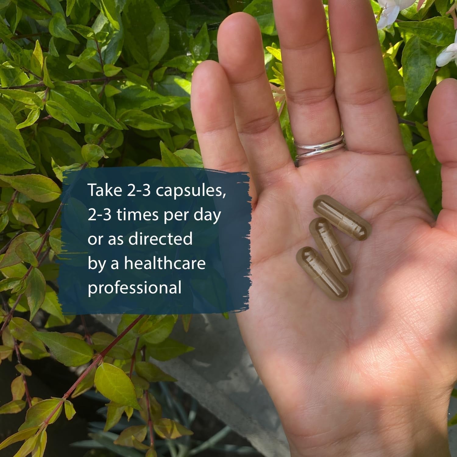 Dragon Herbs He Shou Wu to Support Energy, Mood, Immune Support, Healthy Aging, Hair (100 Capsules, 500 Mg)