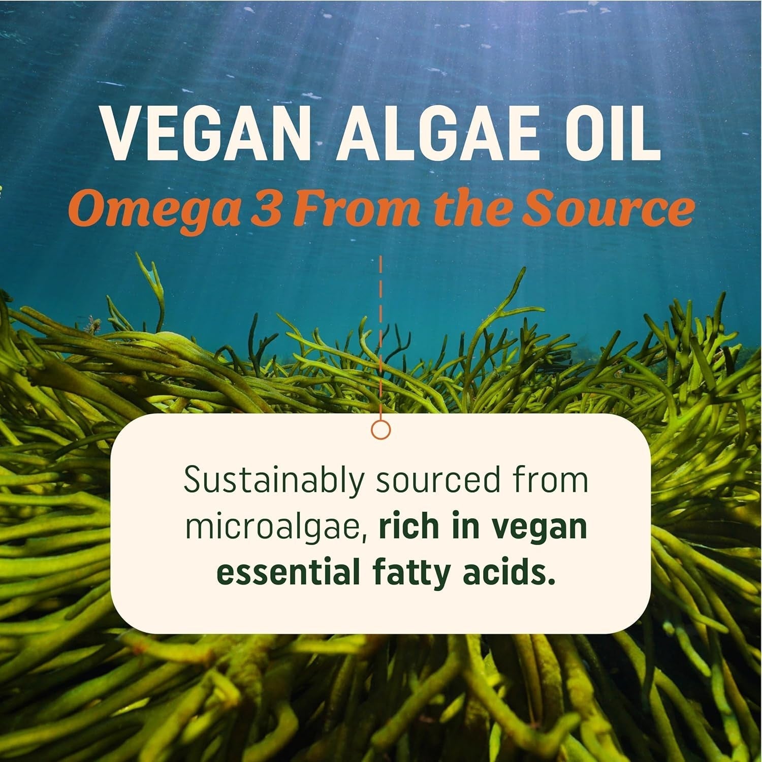 Vegan Omega 3 Algae Oil | Plant Based DHA EPA | Heart, Brain, and Eye Health 60 Softgel Capsules
