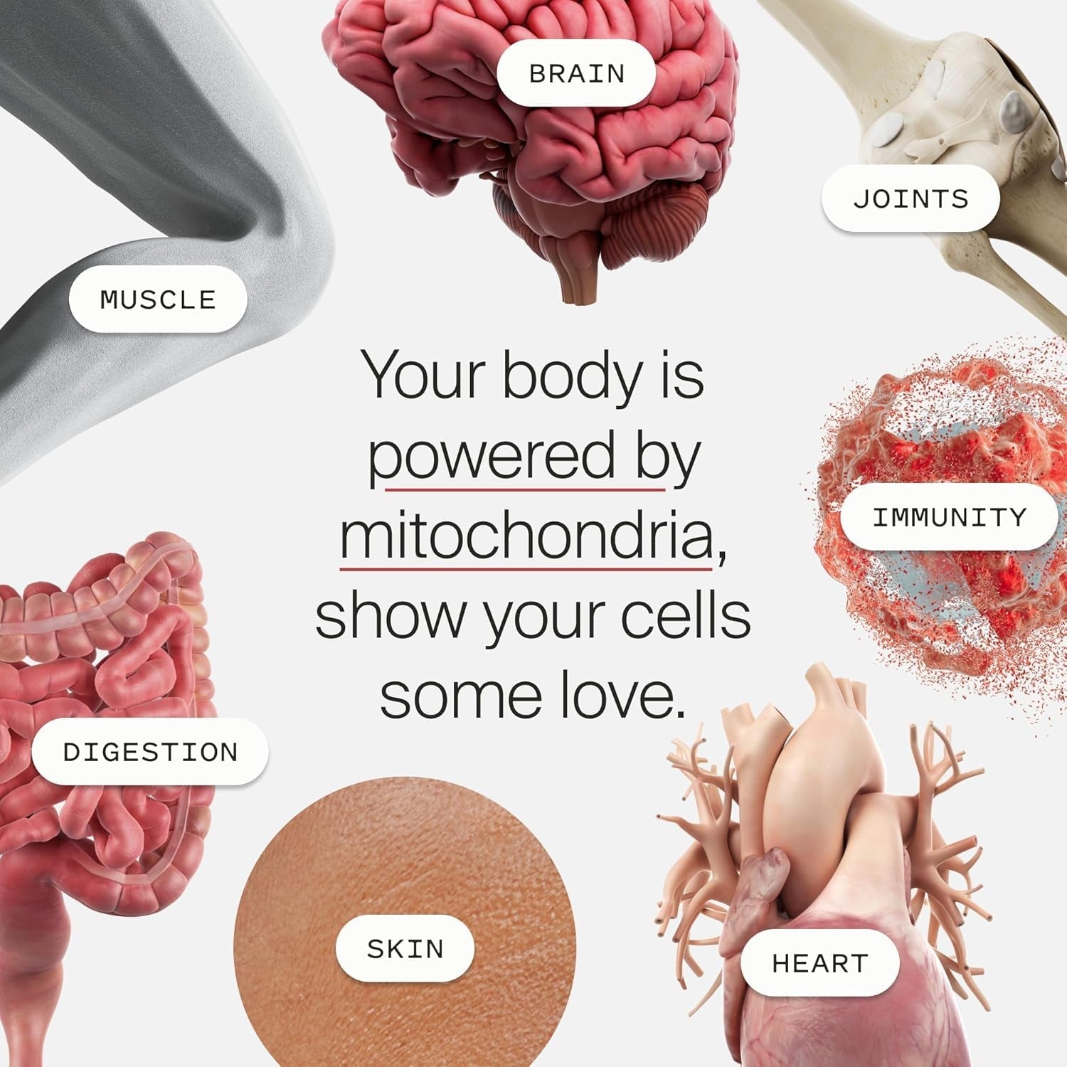 Timeline Mitopure Urolithin a | for Healthy Aging and Cellular Renewal 60 Softgels