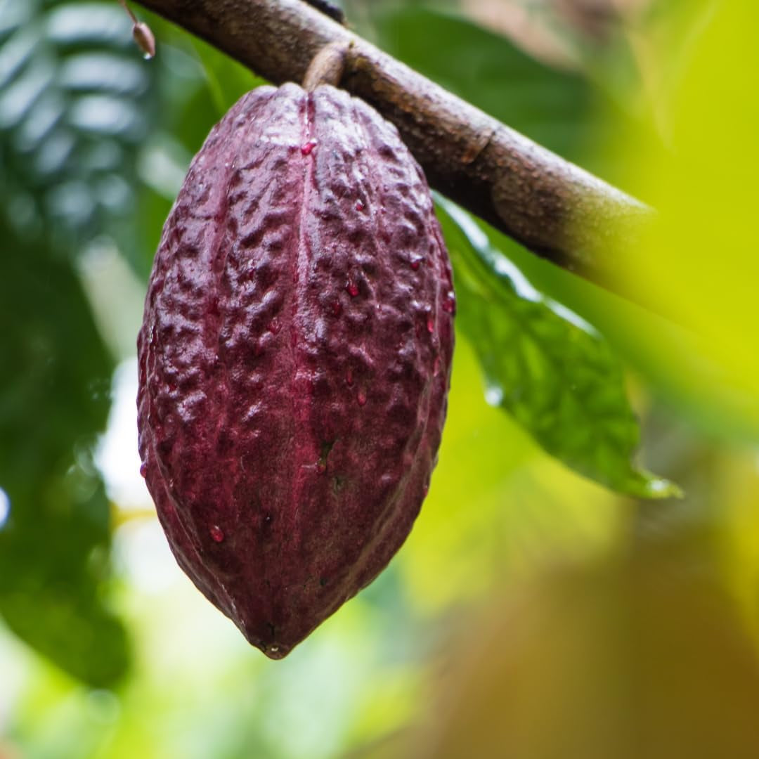 Earthborn Elements Cacao (Cocoa) 200 Capsules, Pure & Undiluted, No Additives