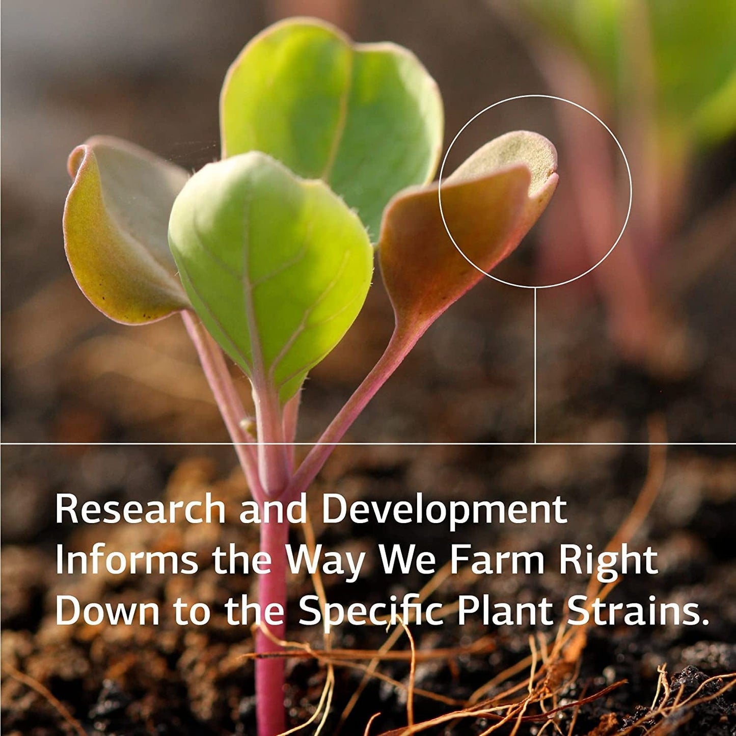 Standard Process Inc. Ginkgo Synergy - Whole Food Mental Clarity, Brain Health Supplement - 40 Capsules