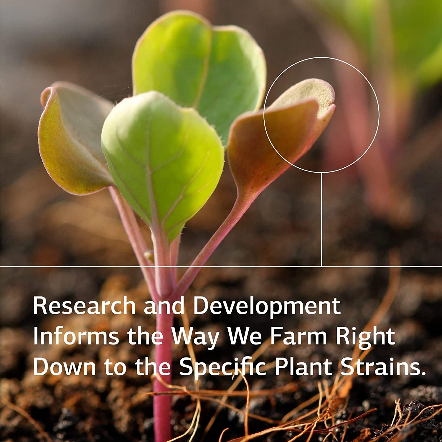 Standard Process Inc. Ginkgo Synergy - Whole Food Mental Clarity, Brain Health Supplement - 40 Capsules