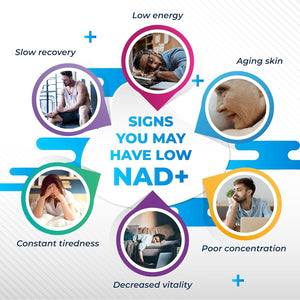 Liposomal NAD+ Trans-Resveratrol with Red Wine Milk Thistle Quercetin Fisetin - Healthy Aging Support - Made in the USA