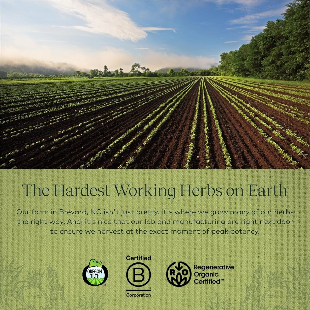 Gaia Herbs Liver Cleanse - Liver Health Support Herbal Supplement (30 Servings) - Suppviv