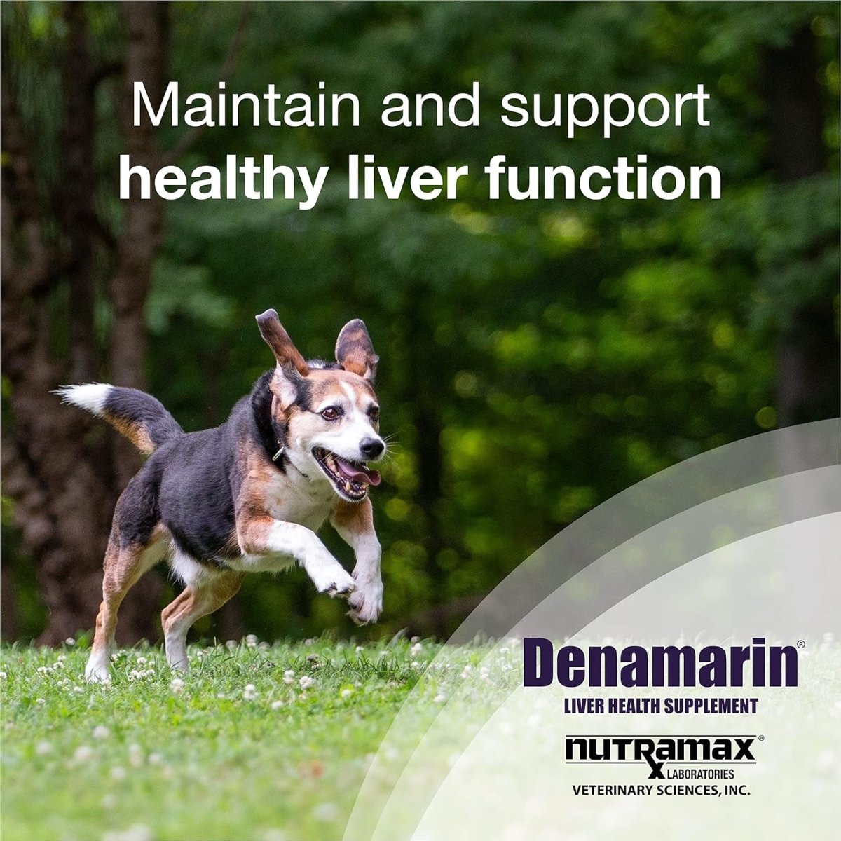 Nutramax Laboratories Denamarin Liver Health Supplement for Medium Dogs - 30 Tablets - Suppviv