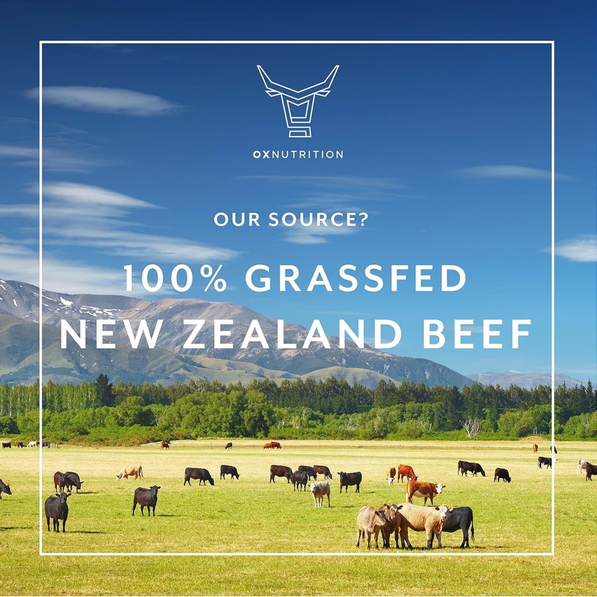 OXNUTRITION Grassfed Beef Liver Capsules (Desiccated) | 180 Capsules | - Suppviv