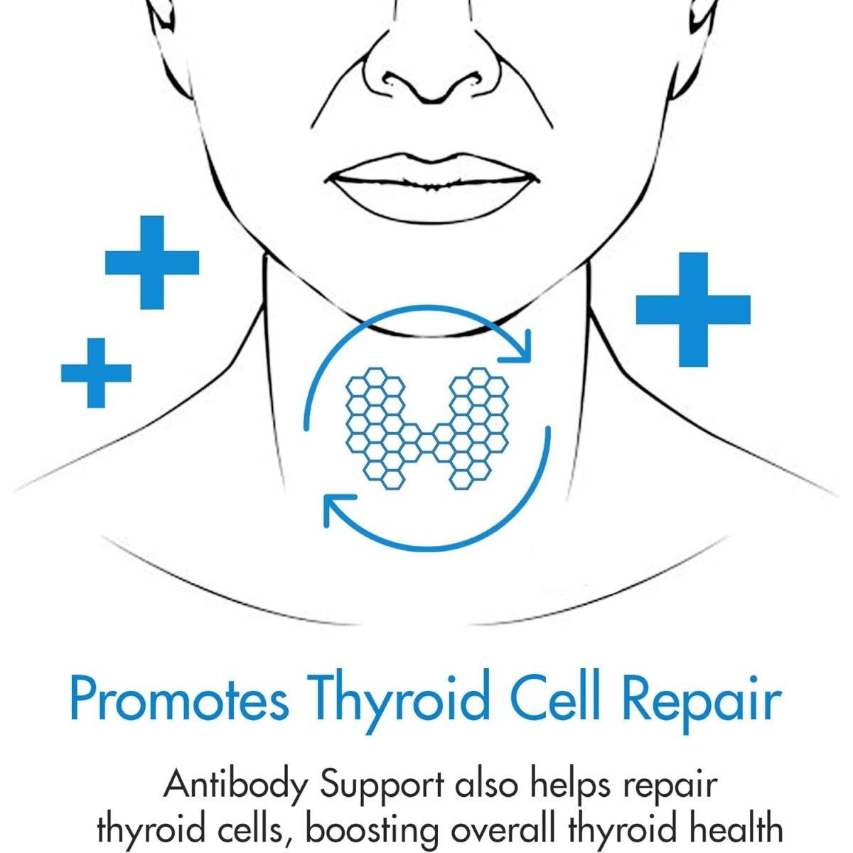 Thyroid Antibody Support Combines Nigella Black Cumin Seed, Selenium 1 PACK - Suppviv